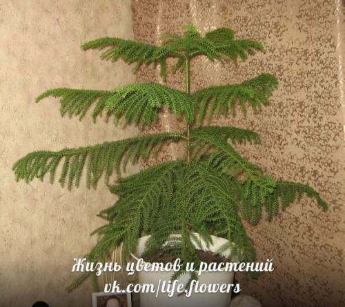 Араукария - комнатная ель. 07