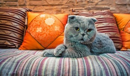 Как отучить кошку драть мебель: 6 способов. 04