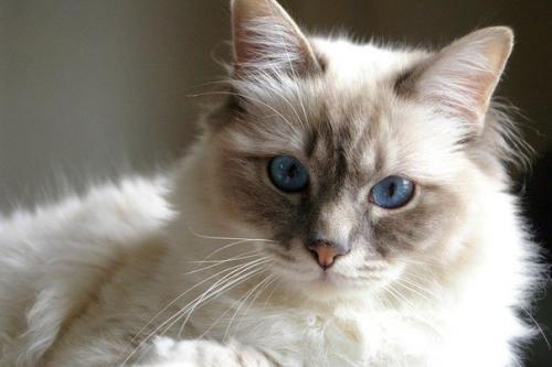 У нас есть кот.