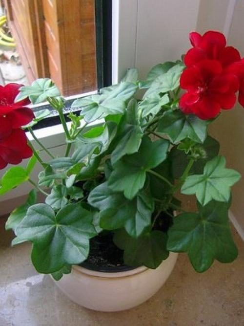 Какие цветы на подоконнике посадить. 07