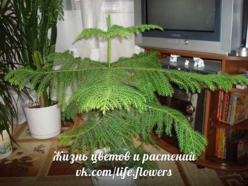 Араукария - комнатная ель. 08