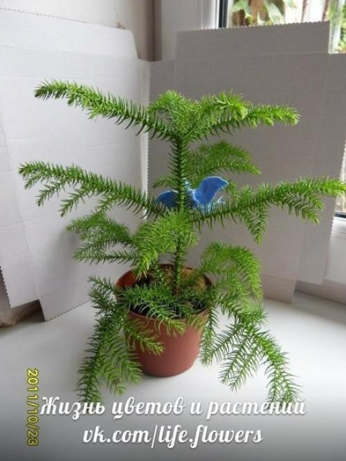 Араукария - комнатная ель. 06