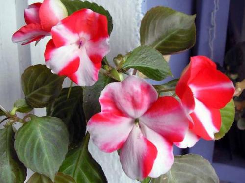 Бальзамин.   Бальзамин - это травянистое растение семейства бальзаминовых. 02