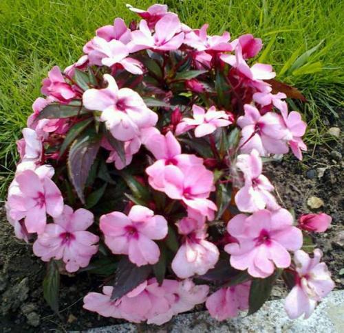 Бальзамин.   Бальзамин - это травянистое растение семейства бальзаминовых. 03