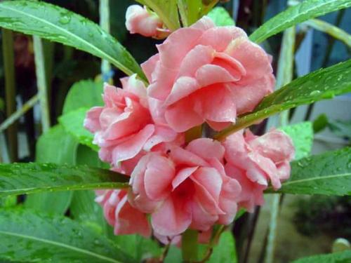 Бальзамин.   Бальзамин - это травянистое растение семейства бальзаминовых. 08