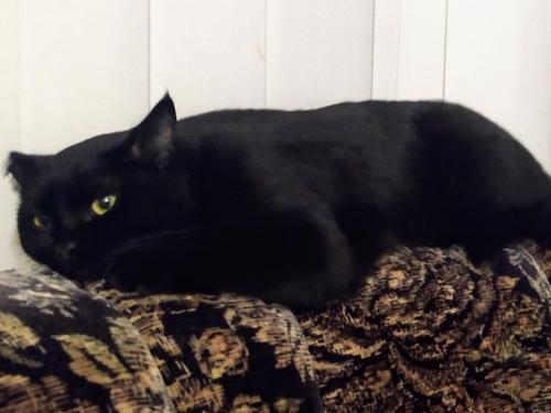 Котик Сёма.  Возраст 2 года. 06