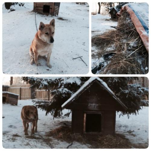 Мороз и солнце - день чудесный! 04