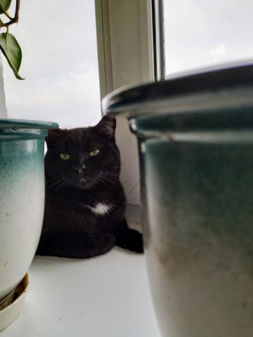 Котик Сёма.  Возраст 2 года. 03