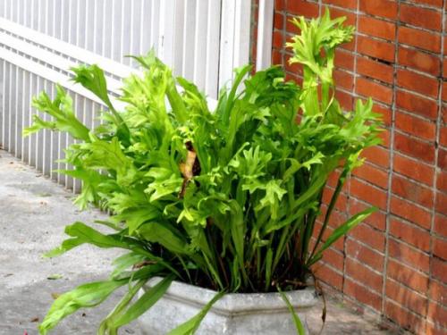 Микросорумы - особенные папоротники. 04