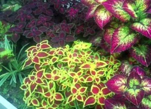 По своему описанию цветок колеус напоминает крапиву, за что и получил название Домашняя Крапивка. 01 По своему описанию цветок колеус напоминает крапиву, за что и получил название Домашняя Крапивка. 01