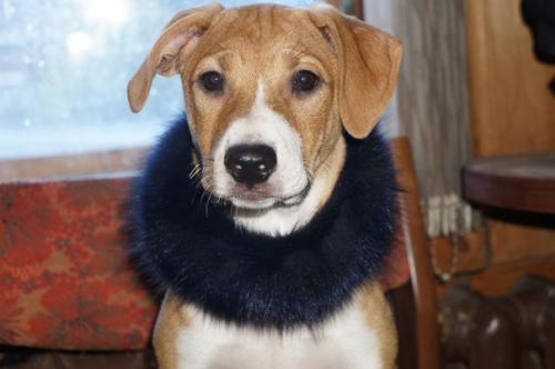 Ищет дом кутенок лея. 01