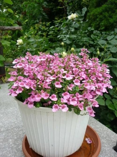 Альтернатива петунии - диасция. 05