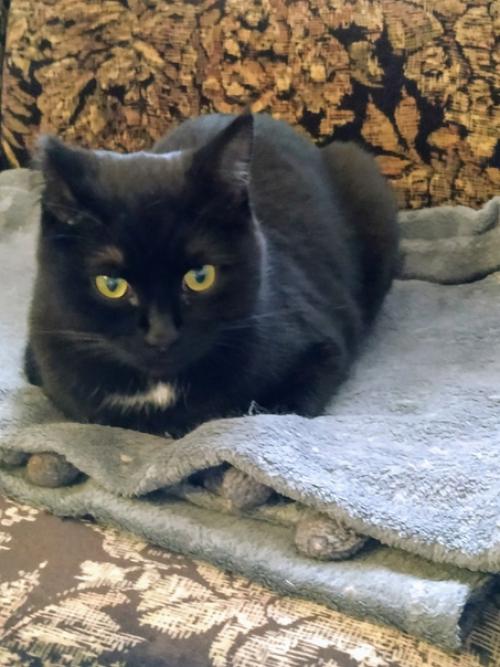 Котик Сёма.  Возраст 2 года. 08