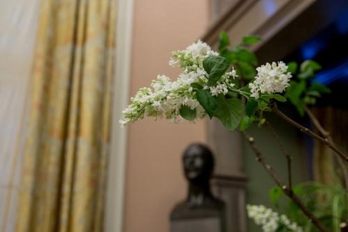 В двух залах александровского дворца - сиреневом кабинете и кленовой гостиной - выставили в кадках цветущую сирень. 04