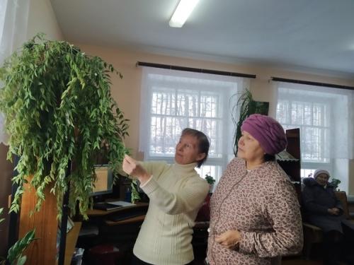 Висвис_мустаево. Комнатные цветы с давних времен украшали домашний интерьер у разных народов. 01