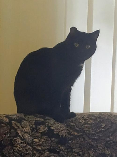 Котик Сёма.  Возраст 2 года. 09