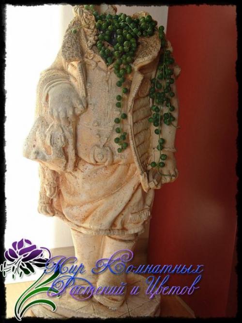 Зеленые горошины крестовника роули? 05