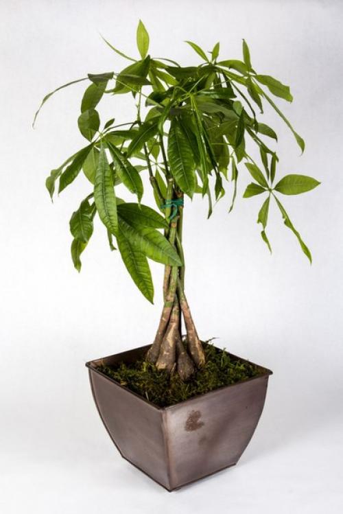 10 неприхотливых растений для вашего дома, которые почти не требуют ухода. 06