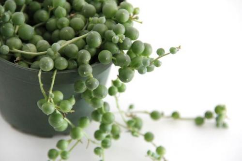 Зеленые горошины крестовника роули? 04