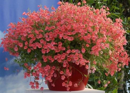 Красивый цветок с обильным цветением на все лето сказочно. 01