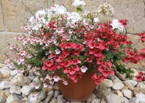 Альтернатива петунии - диасция. 06