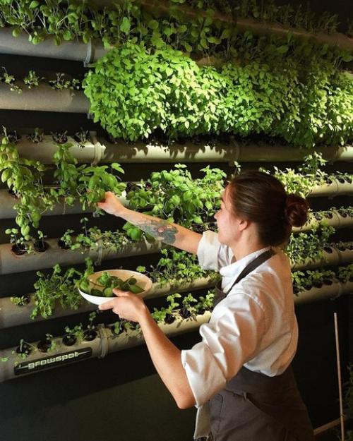 10 самых зелёных кафе Петербурга. 05