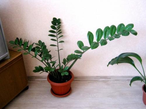 10 неприхотливых растений для вашего дома, которые почти не требуют ухода. 01