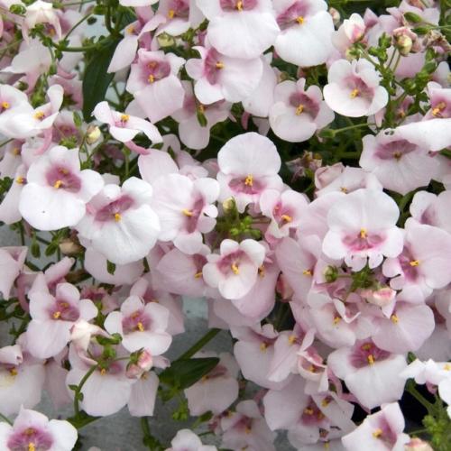 Красивый цветок с обильным цветением на все лето сказочно. 05