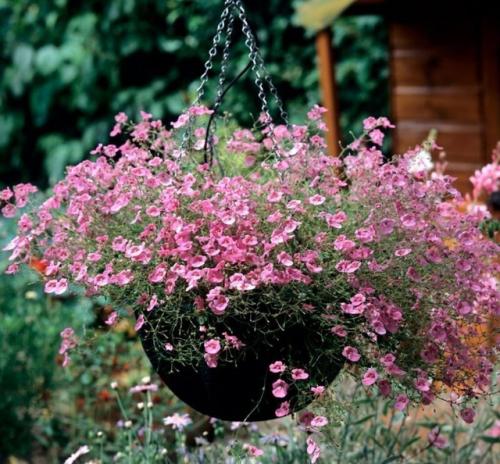 Альтернатива петунии - диасция. 03