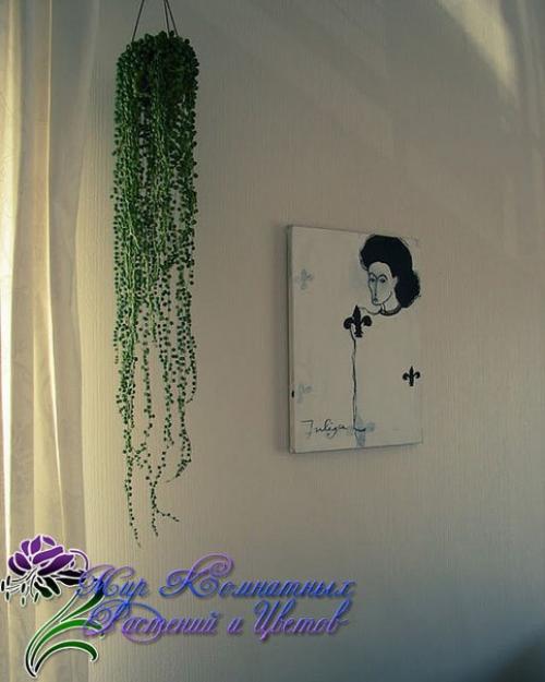 Зеленые горошины крестовника роули? 03