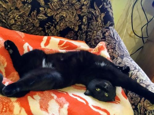 Котик Сёма.  Возраст 2 года. 02