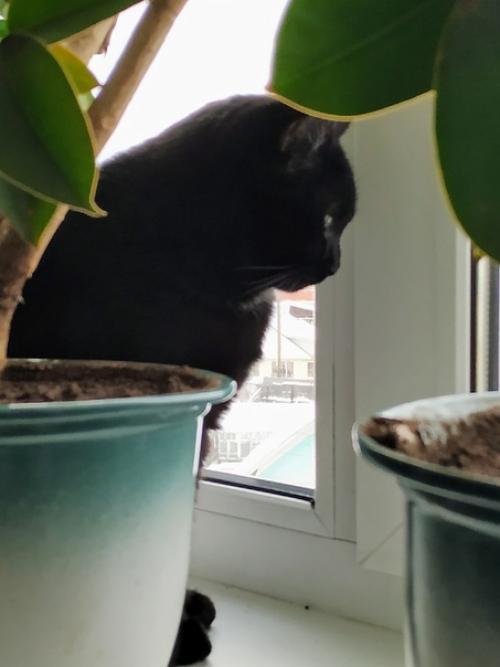 Котик Сёма.  Возраст 2 года. 05