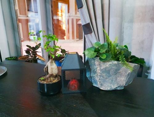 Растения без света: кто выживет, а кого не стоит мучить. 03