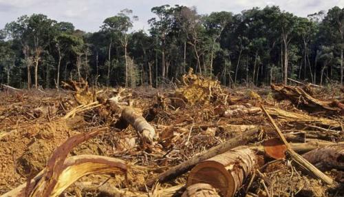 Потеря леса - потеря жизни? 01