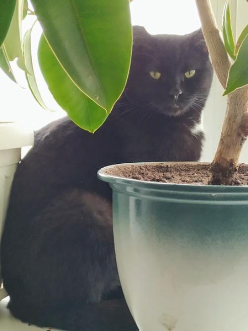 Котик Сёма.  Возраст 2 года. 04