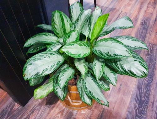 Растения без света: кто выживет, а кого не стоит мучить. 08