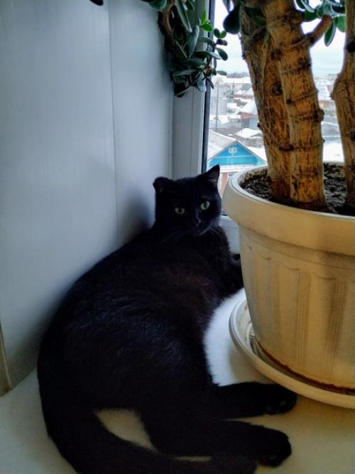 Котик Сёма.  Возраст 2 года. 08