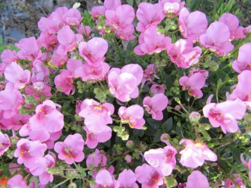 Красивый цветок с обильным цветением на все лето сказочно. 07