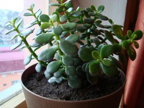 10 неприхотливых растений для вашего дома, которые почти не требуют ухода. 03