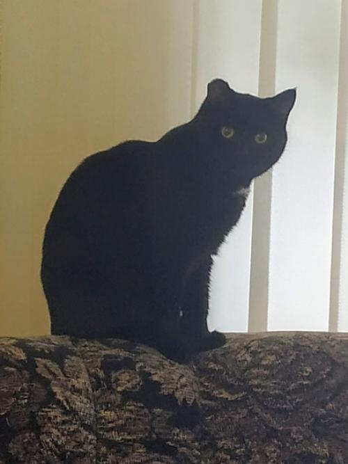 Котик Сёма.  Возраст 2 года. 06