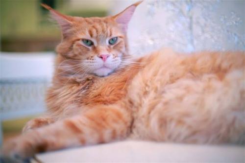 Не моя история, но понравилась невероятно.