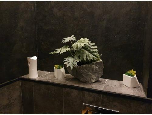 Растения без света: кто выживет, а кого не стоит мучить. 07