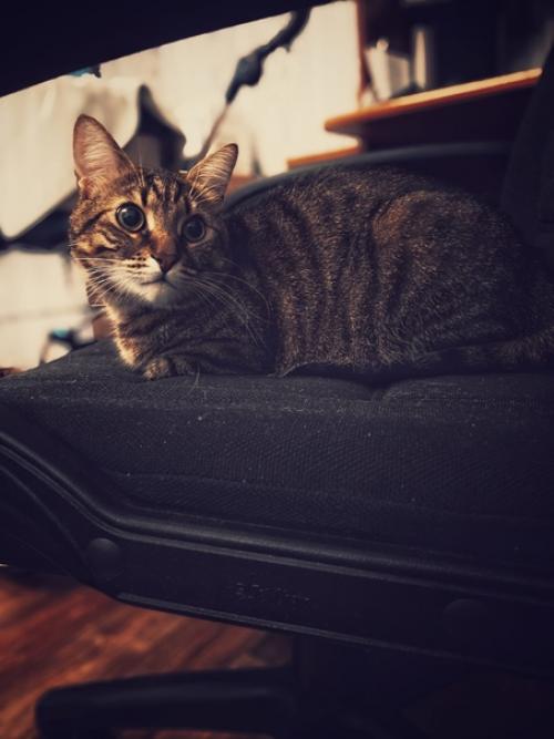 Котонаблюдашки.  Ося - это вешать занавески порой два раза за день. 01