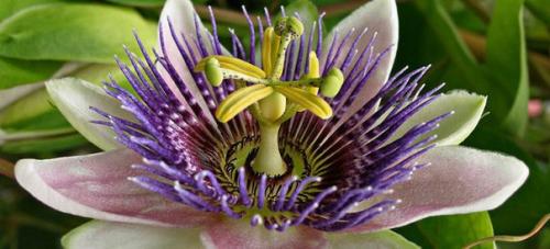 Уход и разведение пассифлоры. 01