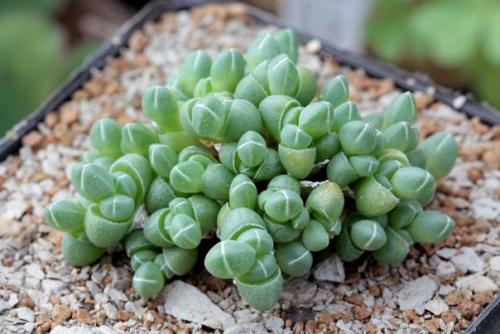 10 неприхотливых растений для вашего дома, которые почти не требуют ухода.