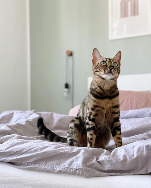 Как глоток свежего воздуха: детали яркого интерьера дома в скандинавском стиле. 07