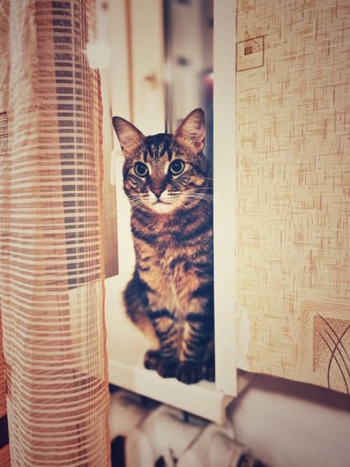 Котонаблюдашки.  Ося - это вешать занавески порой два раза за день. 02