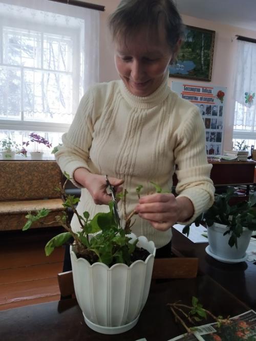 Висвис_мустаево. Комнатные цветы с давних времен украшали домашний интерьер у разных народов. 03