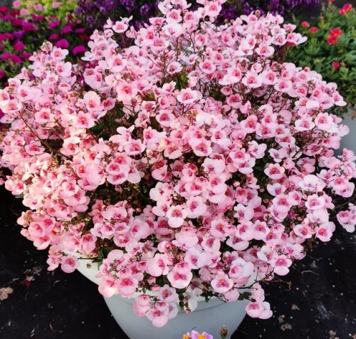 Красивый цветок с обильным цветением на все лето сказочно. 04