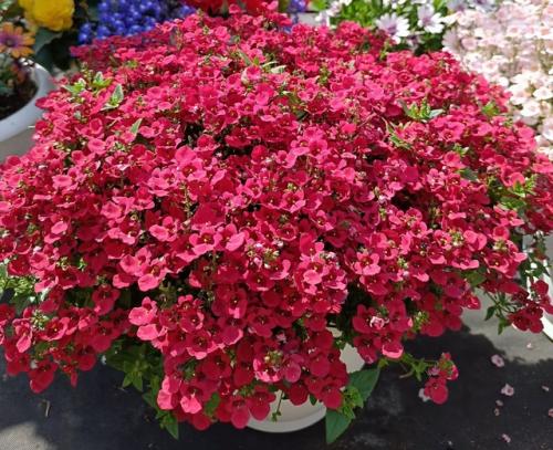 Красивый цветок с обильным цветением на все лето сказочно. 06